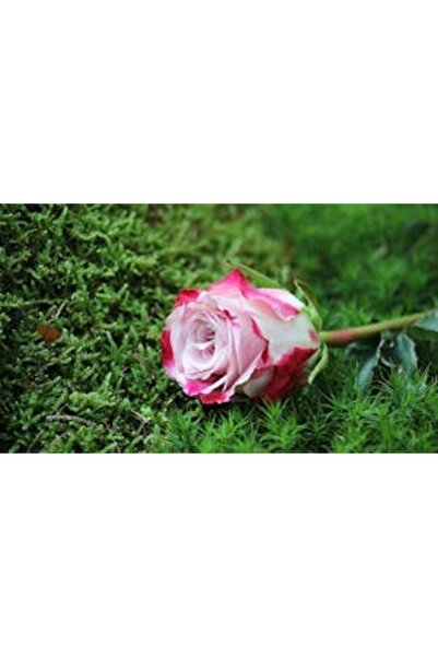 OEM Tablou decorativ, de perete, cu rama din lemn, 33cm x 24cm, imaginea 2320