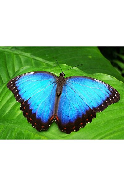 OEM Декоративна стенна картина с дървена рамка, 33 см х 24 см, с цветя2378