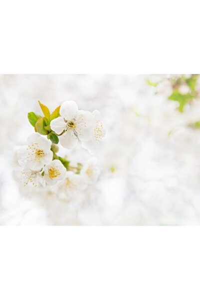 OEM Διακοσμητική επιτοίχια ζωγραφική με ξύλινο πλαίσιο, 33cm x 24cm, εικόνα 2436