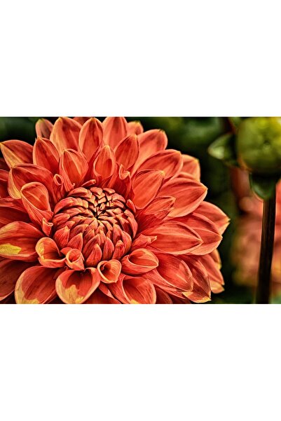 OEM Tablou decorativ, de perete, cu rama din lemn, 33cm x 24cm, cu flori3513