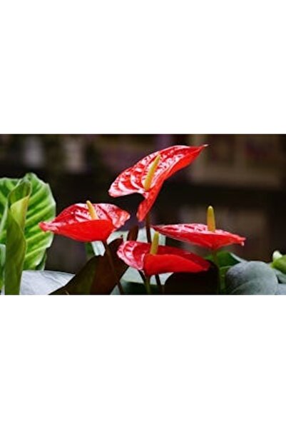 OEM Διακοσμητική επιτοίχια ζωγραφική με ξύλινο πλαίσιο, 33cm x 24cm, εικόνα 2285