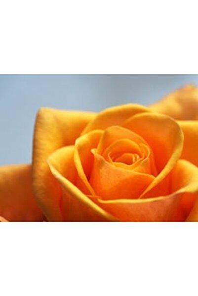 OEM Tablou decorativ, de perete, cu rama din lemn, 33cm x 24cm, imaginea 2171