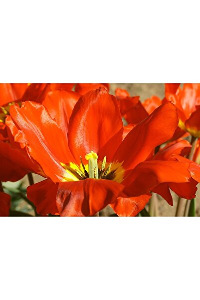 OEM Plasa anti-insecte, cu inchidere magnetica, latime 100cm, inaltime 210cm,...