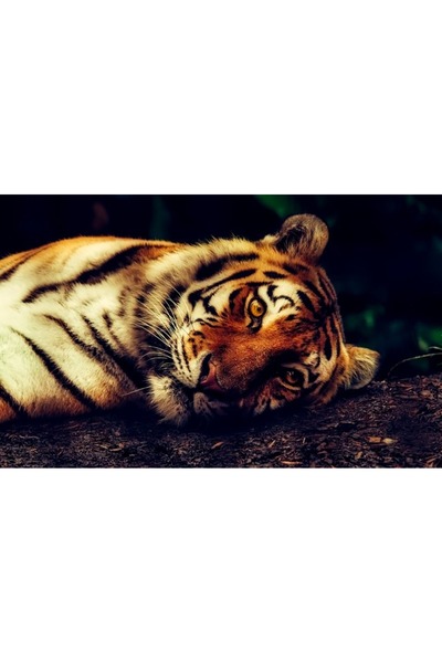 OEM Tablou decorativ, de perete, cu rama din lemn, 33cm x 24cm, cu animal209