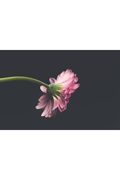 OEM Tablou decorativ, de perete, cu rama din lemn, 33cm x 24cm, imaginea 2139