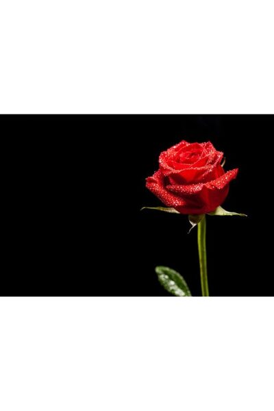 OEM Декоративна стенна картина с дървена рамка, 33см x 24см, изображение 2526