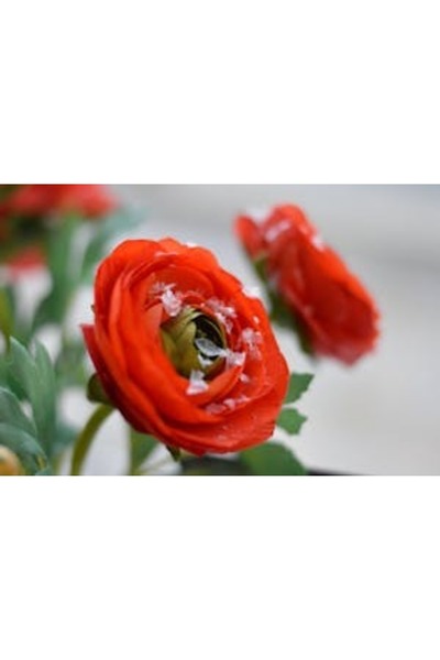 OEM Διακοσμητική επιτοίχια ζωγραφική με ξύλινο πλαίσιο, 33cm x 24cm, εικόνα 2398