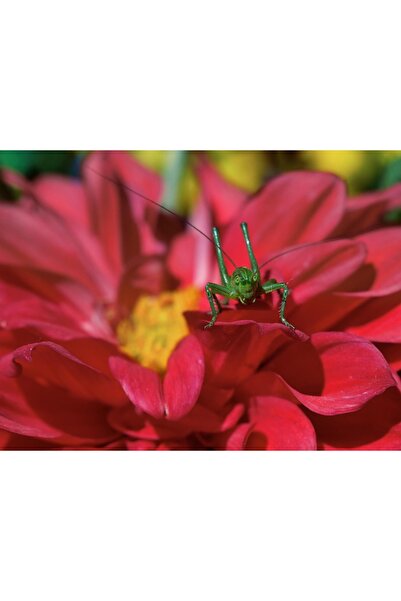 OEM Scaun pliabil de gradina cu perna, structura metalica, 59x66x90 cm, albastru