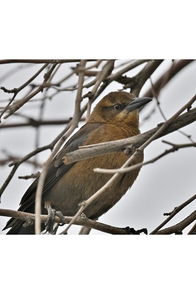 OEM Διακοσμητική επιτοίχια ζωγραφική με ξύλινο πλαίσιο, 33cm x 24cm, εικόνα 1662