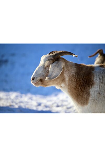 OEM SONGMICS Cos de rufe textil, pliabil, 2 compartimente, saci detasabili, 1...