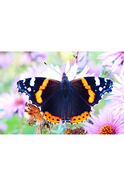 OEM Pantofi plaja si apa, talpa cauciuc antiderapanta, material respirabil, a...