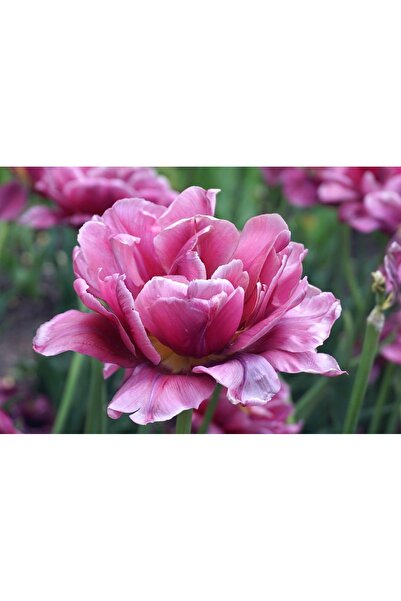 OEM Καλάθι πλυντηρίου από μπαμπού με καπάκι, 2 διαμερίσματα, αφαιρούμενη τσάν...