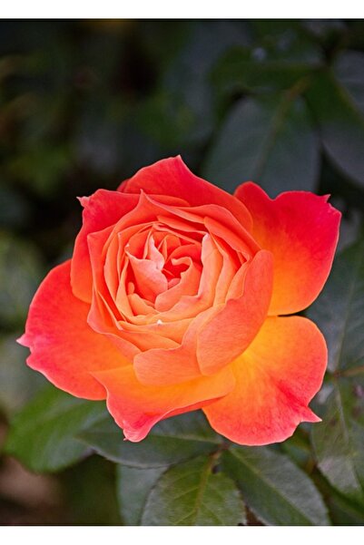 OEM Διακοσμητική τοιχογραφία με ξύλινο πλαίσιο, 33εκ. x 24εκ., εικόνα 1992