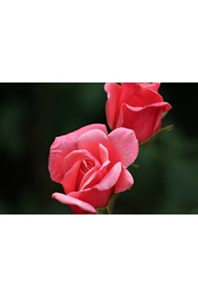 OEM Διακοσμητική επιτοίχια ζωγραφική με ξύλινο πλαίσιο, 33cm x 24cm, εικόνα 2305