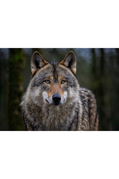 OEM Tablou decorativ, de perete, cu rama din lemn, 33cm x 24cm, cu animal417