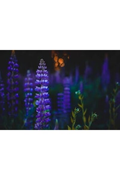 OEM Tablou decorativ, de perete, cu rama din lemn, 33cm x 24cm, imaginea 2294