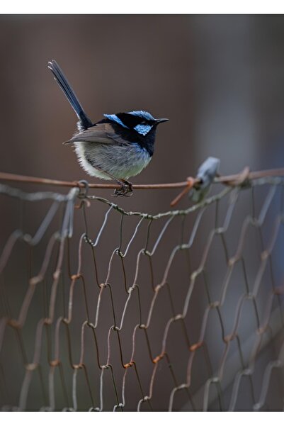 OEM Tablou decorativ, de perete, cu rama din lemn, 33cm x 24cm, cu animal391