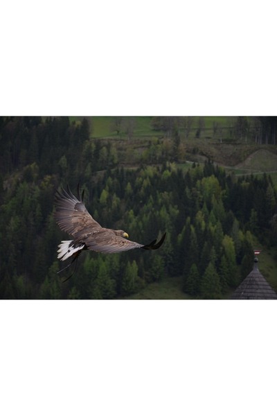 OEM Tablou decorativ, de perete, cu rama din lemn, 33cm x 24cm, cu animal274