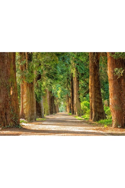 OEM Tablou decorativ, de perete, cu rama din lemn, 33cm x 24cm, cu flori2177