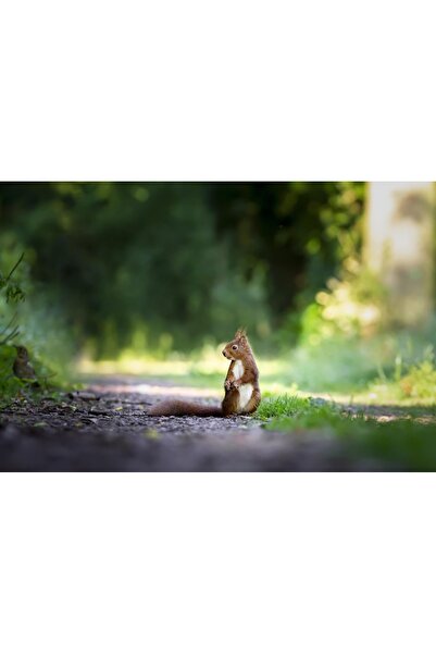 OEM Tablou decorativ, de perete, cu rama din lemn, 33cm x 24cm, cu animal297