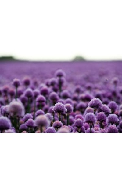 OEM Διακοσμητική επιτοίχια ζωγραφική με ξύλινο πλαίσιο, 33cm x 24cm, εικόνα 2287