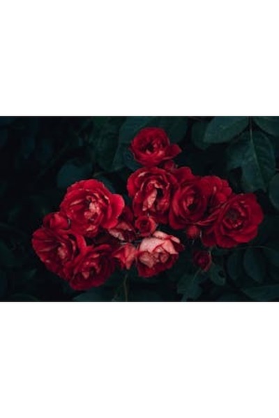 OEM Tablou decorativ, de perete, cu rama din lemn, 33cm x 24cm, imaginea 2153