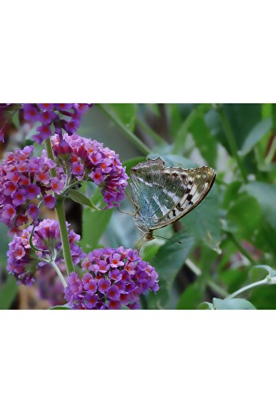 OEM Tablou decorativ, de perete, cu rama din lemn, 33cm x 24cm, imaginea 1997