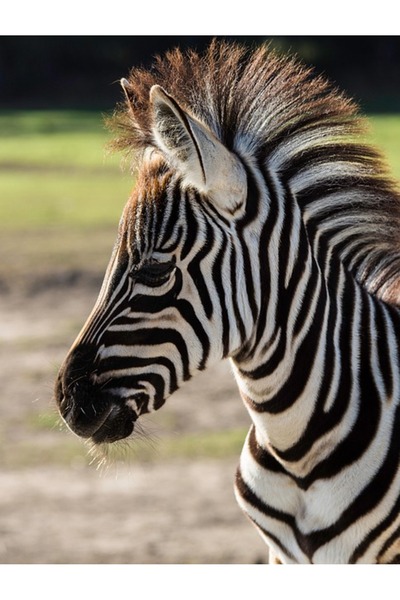 OEM Cort plaja pentru 2 persoane, cu protectie UV si podea izolanta, 200x100x...