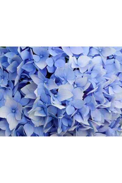 OEM Tablou decorativ, de perete, cu rama din lemn, 33cm x 24cm, imaginea 2264