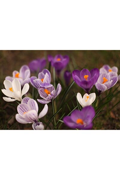 OEM Tablou decorativ, de perete, cu rama din lemn, 33cm x 24cm, imaginea 2483