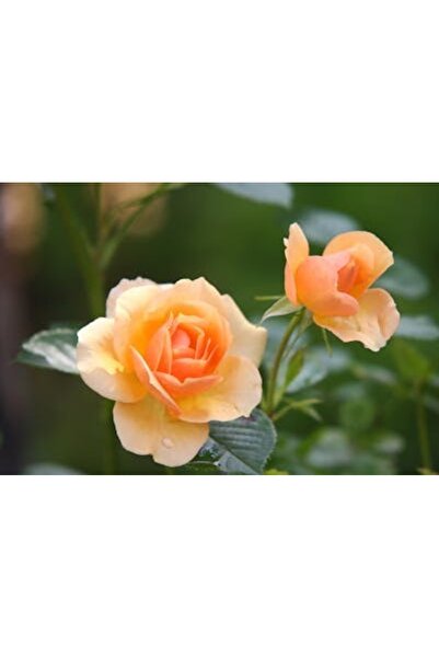 OEM Διακοσμητική επιτοίχια ζωγραφική με ξύλινο πλαίσιο, 33cm x 24cm, εικόνα 2058