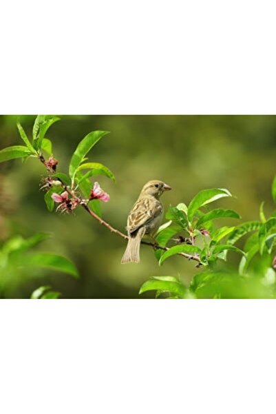 OEM Διακοσμητική επιτοίχια ζωγραφική με ξύλινο πλαίσιο, 33cm x 24cm, εικόνα 2067