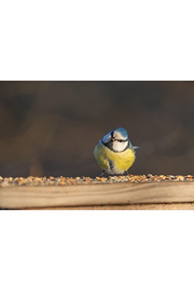 OEM SONGMICS Καλάθι Πλυντηρίου από Μπαμπού με Καπάκι, 2 Θέσεις, Αφαιρούμενη Τ...