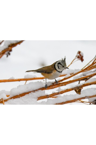 OEM SONGMICS Uscator vertical pentru rufe, mobil si pliabil, cu doua umerase,...