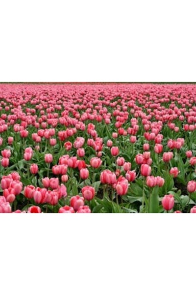 OEM Διακοσμητική επιτοίχια ζωγραφική με ξύλινο πλαίσιο, 33cm x 24cm, εικόνα 2198