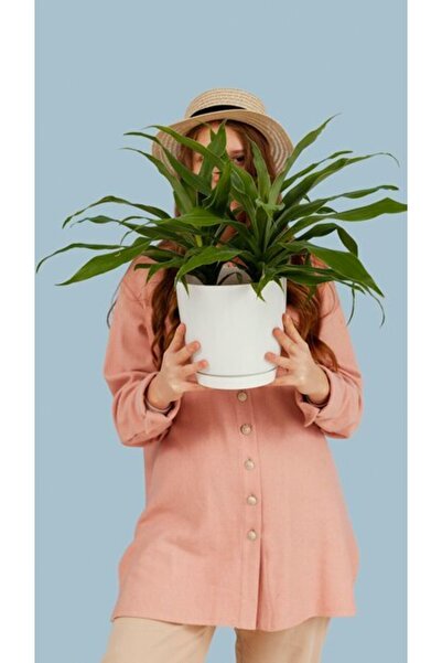 OEM Διακοσμητική επιτοίχια ζωγραφική με ξύλινο πλαίσιο, 33cm x 24cm, εικόνα 2257