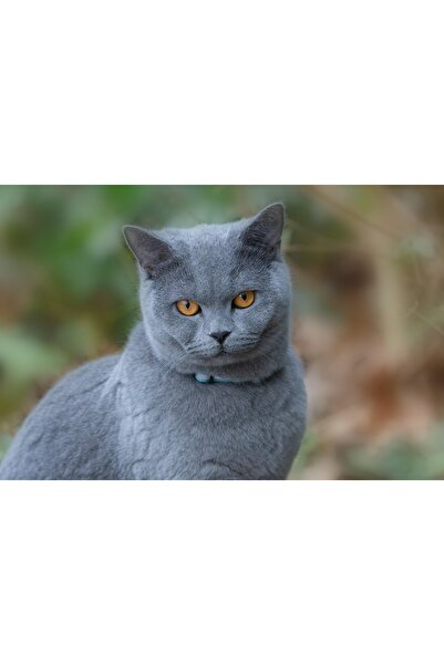 OEM VASAGLE Τραπέζι μπαρ με 2 παγκάκια, βιομηχανικό σχέδιο, 110x70x75cm, δρυς...