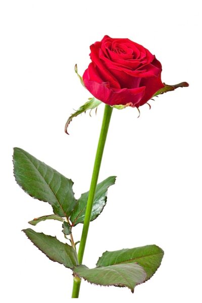 OEM Διακοσμητική επιτοίχια ζωγραφική με ξύλινο πλαίσιο, 33cm x 24cm, εικόνα 2247