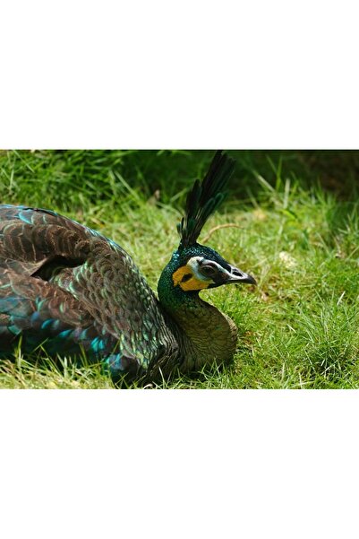 OEM Rezervor pliabil pentru apa pluviala cu robinet, capac si structura PVC, ...