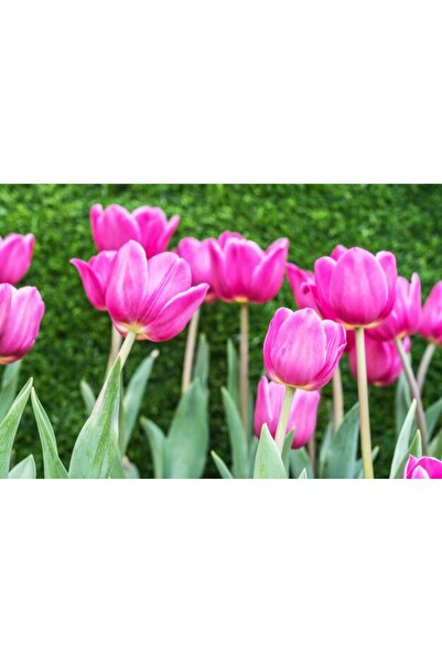 OEM Διακοσμητική επιτοίχια ζωγραφική με ξύλινο πλαίσιο, 33cm x 24cm, εικόνα 2348