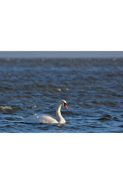 OEM Pat pliant pentru camping, cu saltea si perna, structura metalica, 190x70...