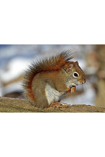 OEM Tablou decorativ, de perete, cu rama din lemn, 33cm x 24cm, cu animal247