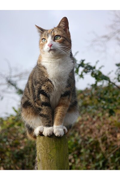 OEM Prosop de plaja cu uscare de rapida, husa de transport, 90x180cm, model f...