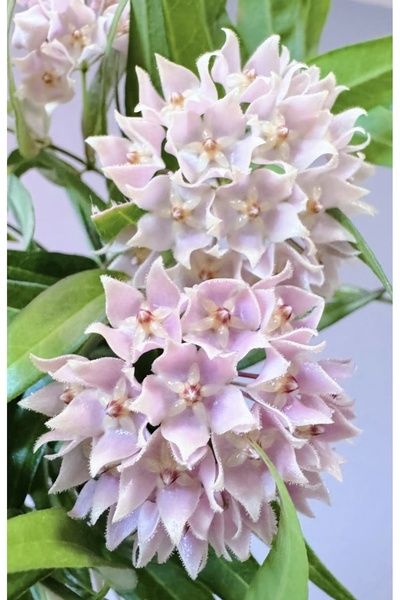 PLANT Hoya Leucantha Mum Çiçeği