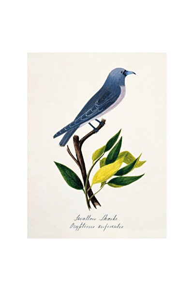 IKEA PJÄTTERYD صورة، طائر أزرق، 30 × 40 سم