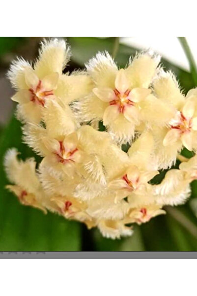 Antalya Tropik Hoya Erythrina kedah peak, kokulu mum çiçeği 10-20 cm boyda, k...