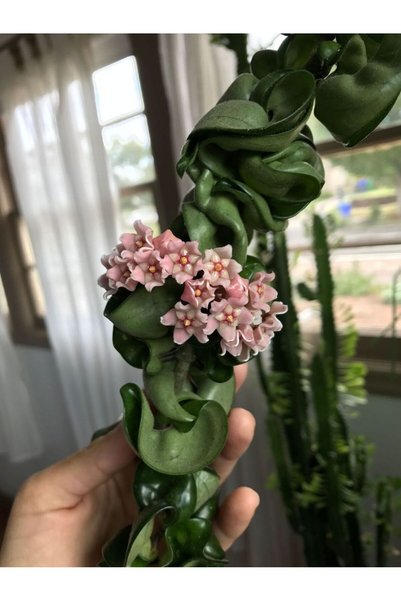Yades Kıvırcık Yapraklı Mum Çiçeği Fidanı 5-10 cm