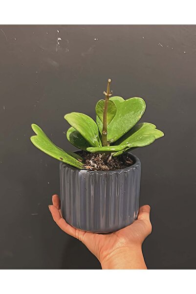 Yades Hoya Kerrii Kalp Sarmaşığı - Kalp Kaktüsü Dekoratif Saksıda