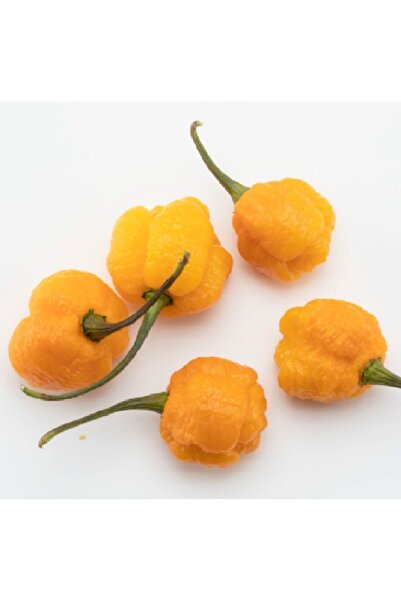 prestijiseed 5 Adet Tohum Orjinal Sarı Carolina Reaper Biber Tohumu