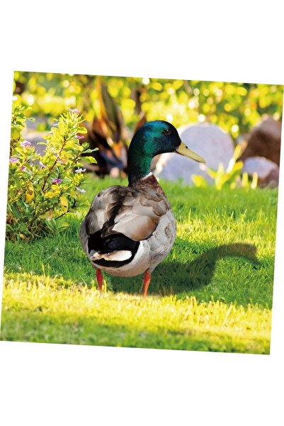 Flippy Set of 2 Garden Decorations Flippy, Duck Model, Plate Type, 3 mm Thickness, Double-Sided, Multicolor